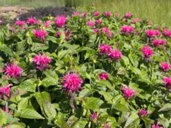 Indianernessel 'Pink Lace' -Angebote Blumen Takt Store indianernessel pink lace m059607 w 0