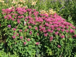 Indianernessel 'Pink Lace' -Angebote Blumen Takt Store indianernessel pink lace m059607 w 1