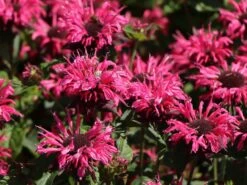 Indianernessel 'Pink Lace' -Angebote Blumen Takt Store indianernessel pink lace m059607 w 3