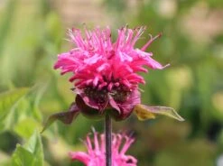 Indianernessel 'Pink Lace' -Angebote Blumen Takt Store indianernessel pink lace m059607 w 5