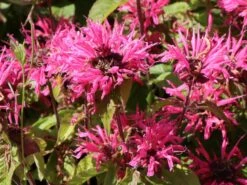 Indianernessel 'Pink Lace' -Angebote Blumen Takt Store indianernessel pink lace m059607 w 6