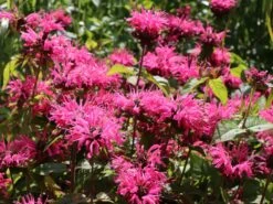 Indianernessel 'Pink Lace' -Angebote Blumen Takt Store indianernessel pink lace m059607 w 7