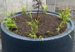 Japan Berggras -Angebote Blumen Takt Store japan berggras m010764 1158705 0