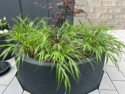 Japan Berggras -Angebote Blumen Takt Store japan berggras m010764 1158705 1