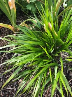 Japan Berggras -Angebote Blumen Takt Store japan berggras m010764 1169783 0