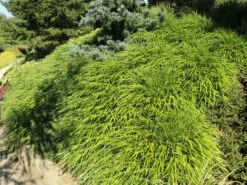 Japan Berggras -Angebote Blumen Takt Store japan berggras m010764 w 0