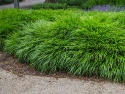 Japan Berggras -Angebote Blumen Takt Store japan berggras m010764 w 1