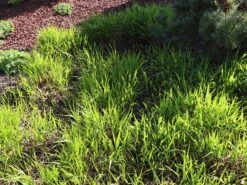 Japan Berggras -Angebote Blumen Takt Store japan berggras m010764 w 2