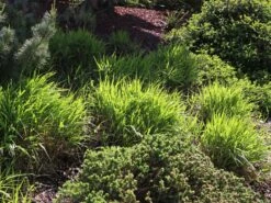 Japan Berggras -Angebote Blumen Takt Store japan berggras m010764 w 3