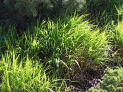 Japan Berggras -Angebote Blumen Takt Store japan berggras m010764 w 5