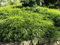 Japan Berggras -Angebote Blumen Takt Store japan berggras m010764 w 6