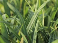 Japan Segge 'Bunny Blue'