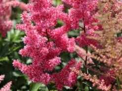 Japanische Prachtspiere 'Bonn' -Angebote Blumen Takt Store japanische prachtspiere bonn m057858 w 0