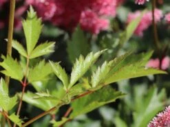 Japanische Prachtspiere 'Bonn' -Angebote Blumen Takt Store japanische prachtspiere bonn m057858 w 1