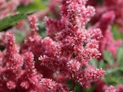 Japanische Prachtspiere 'Bonn' -Angebote Blumen Takt Store japanische prachtspiere bonn m057858 w 2