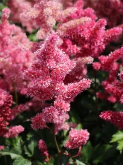 Japanische Prachtspiere 'Bonn' -Angebote Blumen Takt Store japanische prachtspiere bonn m057858 w 3