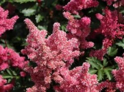 Japanische Prachtspiere 'Bonn' -Angebote Blumen Takt Store japanische prachtspiere bonn m057858 w 4