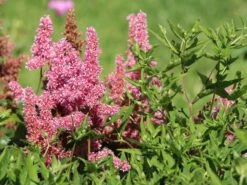 Japanische Prachtspiere 'Bonn' -Angebote Blumen Takt Store japanische prachtspiere bonn m057858 w 5