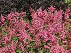 Japanische Prachtspiere 'Bonn' -Angebote Blumen Takt Store japanische prachtspiere bonn m057858 w 7