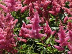 Japanische Prachtspiere 'Bonn' -Angebote Blumen Takt Store japanische prachtspiere bonn m057858 w 8