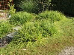 Japanische Segge -Angebote Blumen Takt Store japanische segge m074147 w 0