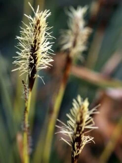 Japanische Segge -Angebote Blumen Takt Store japanische segge m074147 w 1