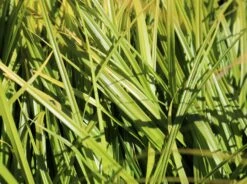 Japanische Segge -Angebote Blumen Takt Store japanische segge m074147 w 3