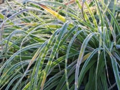 Japanische Segge -Angebote Blumen Takt Store japanische segge m074147 w 4