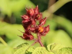 Japanische Weinbeere / Rotborstige Himbeere -Angebote Blumen Takt Store japanische weinbeere rotborstige himbeere m008230 w 4