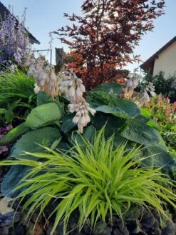 Japanisches Goldberggras 'All Gold' -Angebote Blumen Takt Store japanisches goldberggras all gold m085133 972418 0