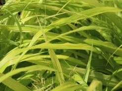 Japanisches Goldberggras 'All Gold' -Angebote Blumen Takt Store japanisches goldberggras all gold m085133 w 0