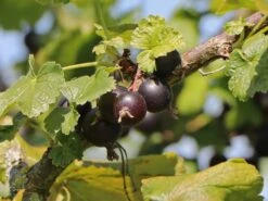 Jostabeere / Jochelbeere -Angebote Blumen Takt Store jostabeere jochelbeere m002544 w 0