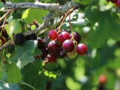 Jostabeere / Jochelbeere -Angebote Blumen Takt Store jostabeere jochelbeere m002544 w 2