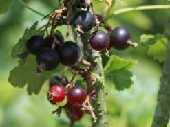 Jostabeere / Jochelbeere -Angebote Blumen Takt Store jostabeere jochelbeere m002544 w 3