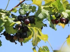 Jostabeere / Jochelbeere -Angebote Blumen Takt Store jostabeere jochelbeere m002544 w 4