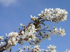 Kahle Felsenbirne -Angebote Blumen Takt Store kahle felsenbirne m006124 w 0