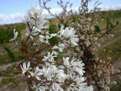 Kahle Felsenbirne -Angebote Blumen Takt Store kahle felsenbirne m006124 w 1
