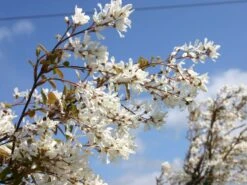 Kahle Felsenbirne -Angebote Blumen Takt Store kahle felsenbirne m006124 w 2