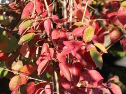 Kahle Felsenbirne -Angebote Blumen Takt Store kahle felsenbirne m006124 w 3