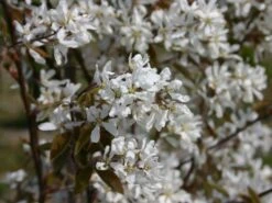 Kahle Felsenbirne -Angebote Blumen Takt Store kahle felsenbirne m006124 w 5