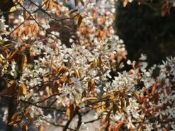 Kahle Felsenbirne -Angebote Blumen Takt Store kahle felsenbirne m006124 w 6