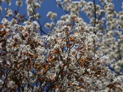 Kahle Felsenbirne -Angebote Blumen Takt Store kahle felsenbirne m006124 w 8
