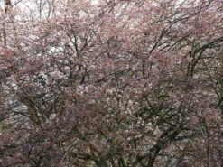 Kahle Felsenbirne -Angebote Blumen Takt Store kahle felsenbirne m006124 w 9