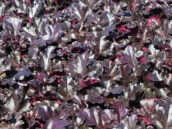 Kleinblütiges Silberglöckchen 'Black Pearl' ® -Angebote Blumen Takt Store kleinbluetiges silbergloeckchen black pearl m117998 w 0