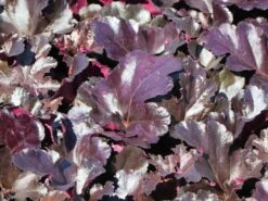 Kleinblütiges Silberglöckchen 'Black Pearl' ® -Angebote Blumen Takt Store kleinbluetiges silbergloeckchen black pearl m117998 w 1