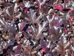 Kleinblütiges Silberglöckchen 'Black Pearl' ® -Angebote Blumen Takt Store kleinbluetiges silbergloeckchen black pearl m117998 w 2