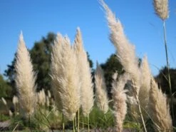 Kleines Pampasgras 'Compacta'