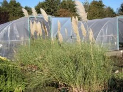 Kleines Pampasgras 'Compacta' -Angebote Blumen Takt Store kleines pampasgras compacta m058293 w 1