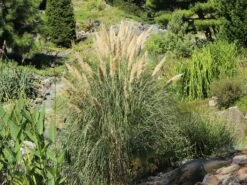 Kleines Pampasgras 'Compacta' -Angebote Blumen Takt Store kleines pampasgras compacta m058293 w 2