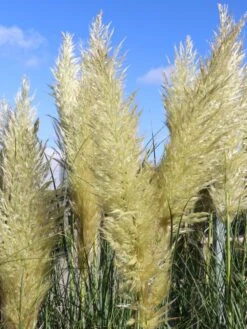 Kleines Pampasgras 'Evita' ® -Angebote Blumen Takt Store kleines pampasgras evita m063642 w 0